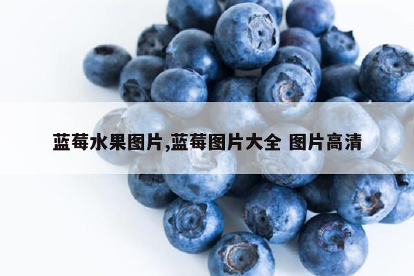 蓝莓水果图片,蓝莓图片大全 图片高清