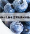 蓝莓树长什么样子,蓝莓的果树长什么样子