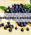 蓝莓树怎么种植方法,怎样种蓝莓树