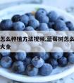 蓝莓树怎么种植方法视频,蓝莓树怎么种植方法视频大全