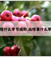 山东山楂什么季节成熟,山楂果什么季节成熟