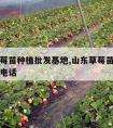 山东草莓苗种植批发基地,山东草莓苗种植批发基地电话