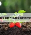 草莓苗栽种方法,草莓苗的栽种方法