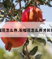 石榴花怎么养,石榴花怎么养才长得好