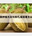 榴莲盆栽种植方法与技巧,榴莲要怎么种植方法