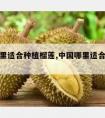 中国哪里适合种植榴莲,中国哪里适合种植榴莲树