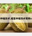 榴莲种植技术,榴莲种植技术视频cctv7