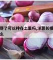 洋葱发芽了可以种在土里吗,洋葱长根了可以种土里么