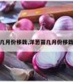 洋葱苗几月份移栽,洋葱苗几月份移栽比较好