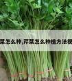 芹菜怎么种,芹菜怎么种植方法视频