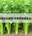 芹菜苦是怎么回事,芹菜特别苦是怎么回事