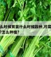 芹菜什么时候育苗什么时候栽种,芹菜什么时候种植?怎么种植?