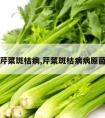 芹菜斑枯病,芹菜斑枯病病原菌