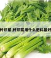 种芹菜,种芹菜用什么肥料最好