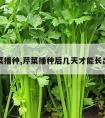 芹菜播种,芹菜播种后几天才能长出苗