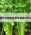 野芹菜叶子能吃吗,野芹菜菜叶可以吃吗