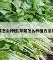 芹菜怎么种植,芹菜怎么种植方法视频