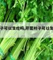 芹菜叶子可以生吃吗,芹菜叶子可以生吃吗有毒吗