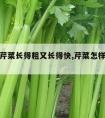 怎样让芹菜长得粗又长得快,芹菜怎样长得更粗