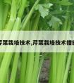 芹菜栽培技术,芹菜栽培技术措施