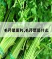 毛芹菜图片,毛芹菜是什么