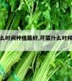 芹菜什么时间种植最好,芹菜什么时候种植最好