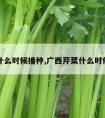 芹菜什么时候播种,广西芹菜什么时候播种