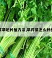 水芹菜旱地种植方法,旱芹菜怎么种植方法