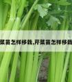 芹菜苗怎样移栽,芹菜苗怎样移栽好