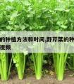 野芹菜的种植方法和时间,野芹菜的种植方法和时间视频