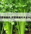 芹菜根图片,芹菜根图片大全大图