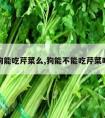 狗能吃芹菜么,狗能不能吃芹菜吗