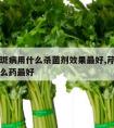 芹菜叶斑病用什么杀菌剂效果最好,芹菜叶斑病用什么药最好