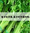 兔子吃芹菜,兔子吃芹菜叶吗