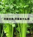 芹菜分类,芹菜算什么类