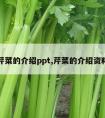 芹菜的介绍ppt,芹菜的介绍资料