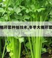 冬季大棚芹菜种植技术,冬季大棚芹菜种植技术要求