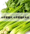 小芹菜图片,小芹菜图片大全