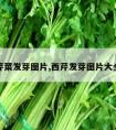 芹菜发芽图片,西芹发芽图片大全