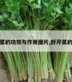 野芹菜的功效与作用图片,野芹菜的用处