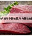 牛肉的每个部位图,牛肉部位全图