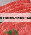 牛肉是哪个部位图片,牛肉都分什么部位图片