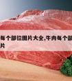 牛肉的每个部位图片大全,牛肉每个部位的名称和图片