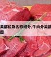 牛肉分类部位及名称细分,牛肉分类部位及名称细分图