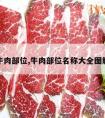 牛肉部位,牛肉部位名称大全图解