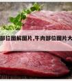 牛肉的部位图解图片,牛肉部位图片大全图解高清