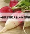 100种蔬菜图片大全,50种蔬菜图片