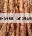 山药豆长在哪里图片,山药豆是在哪里长的