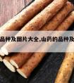 山药的品种及图片大全,山药的品种及图片大全大图