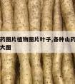 野生山药图片植物图片叶子,各种山药植物图片大全大图